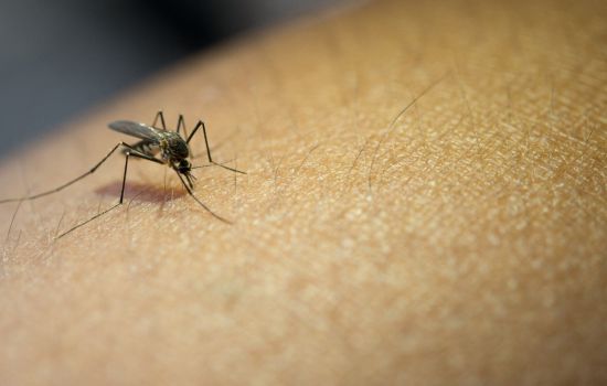 Pesquisadores testam reposicionamento de medicamento cardíaco para tratar infecção pelo vírus zika