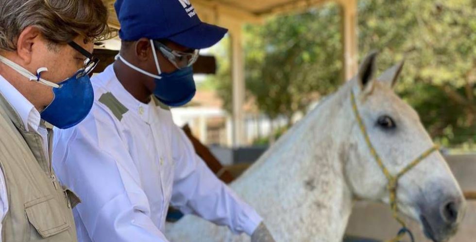 Anticorpos de cavalo são até 100 vezes mais potentes contra Covid-19