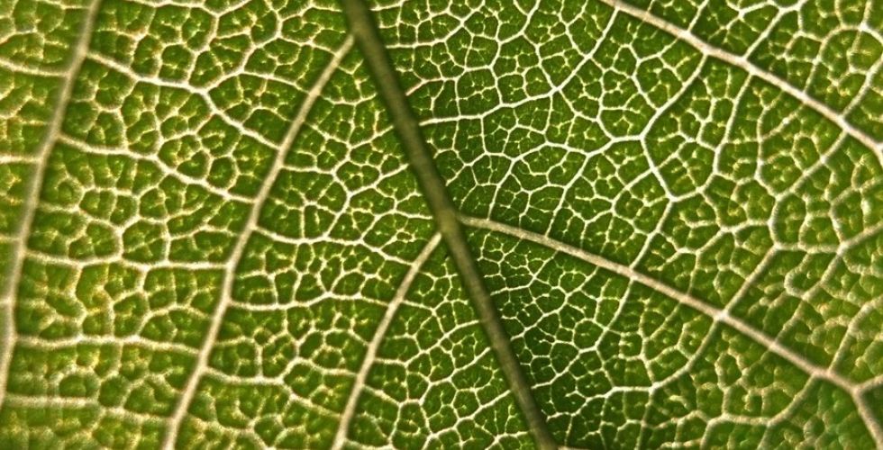 Gene encontrado em plantas pode contribuir para a produção de medicamentos