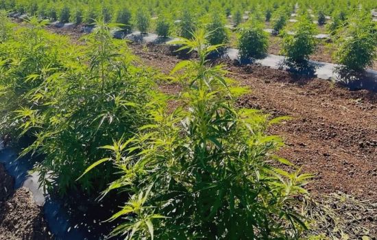 SUS passa a distribuir cannabis gratuitamente