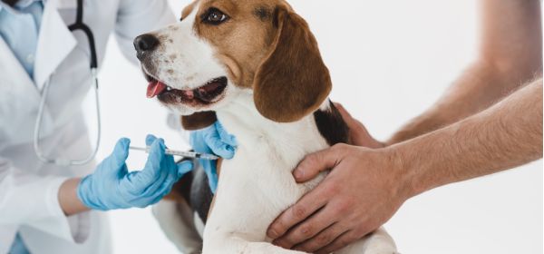 Desafios do farmacêutico na manipulação de medicamentos veterinários