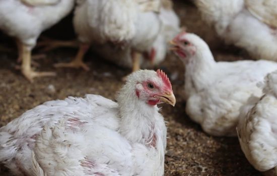 Gripe aviária pode representar ameaça maior que a Covid segundo cientistas