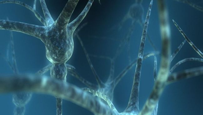 Proteína identifica qual célula do cérebro é mais vulnerável ao Alzheimer