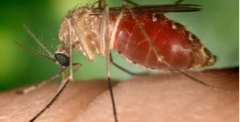 Ministério da Saúde emite alerta sobre risco de febre oropouche em grávidas