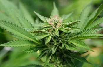Derivado do CBD alivia dor neuropática sem provocar “barato” da cannabis