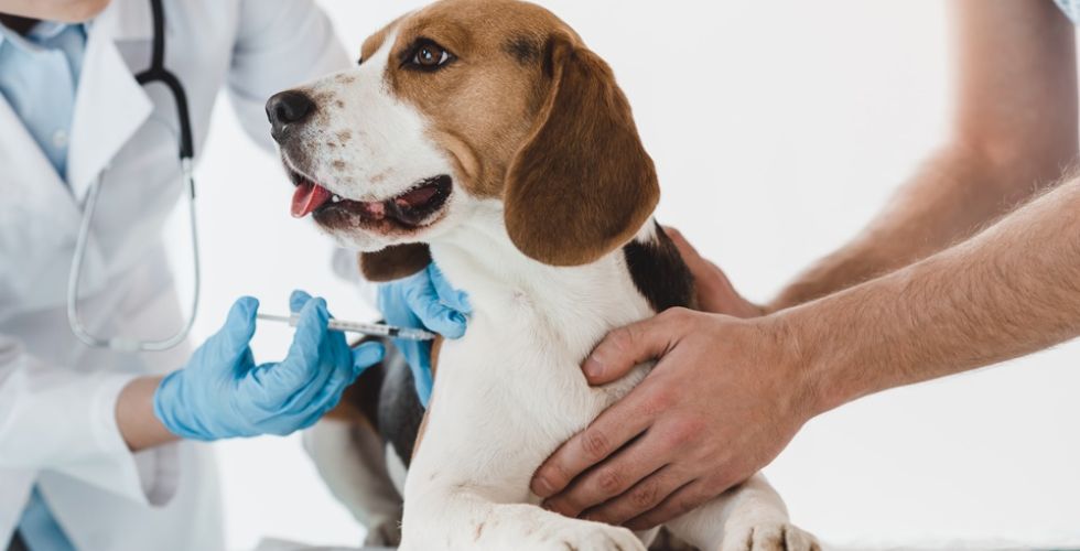 Desafios do farmacêutico na manipulação de medicamentos veterinários