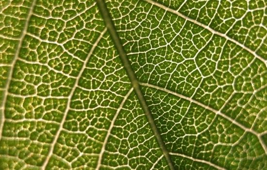 Gene encontrado em plantas pode contribuir para a produção de medicamentos
