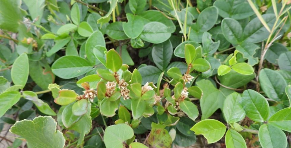 Planta brasileira apresenta potencial no combate à inflamação da artrite
