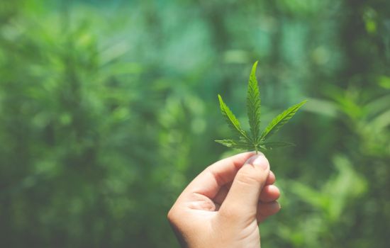 Reclassificação da cannabis nos EUA reacende debate regulatório e levanta reflexões para o Brasil