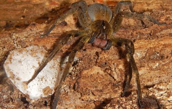 Veneno de aranha que provoca priapismo vira alvo de estudos científicos