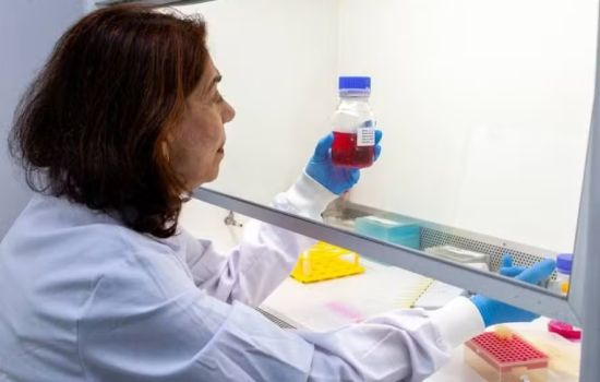 Butantan desenvolve anticorpo monoclonal para proteger gestantes contra o Zika