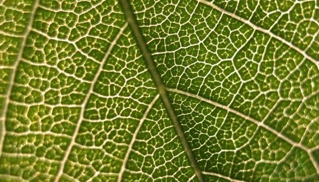Gene encontrado em plantas pode contribuir para a produção de medicamentos