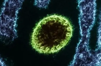 Ministério da Saúde emite alerta sobre o Vírus Nipah no Brasil