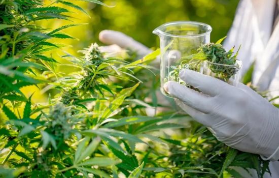 Novas regras da Anvisa abrem caminho para polo de cannabis medicinal no Brasil