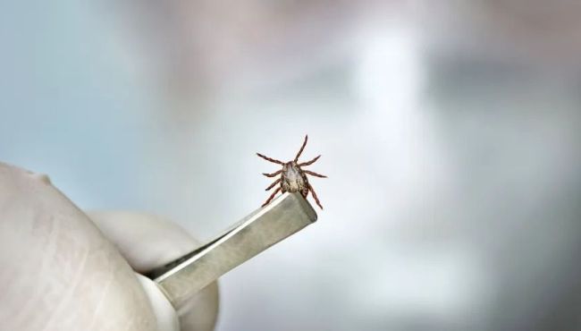 Carrapato deve ser retirado delicadamente para evitar febre maculosa, diz infectologista