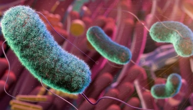 Estudo descobre como bactéria intestinal realiza a quebra da glicose