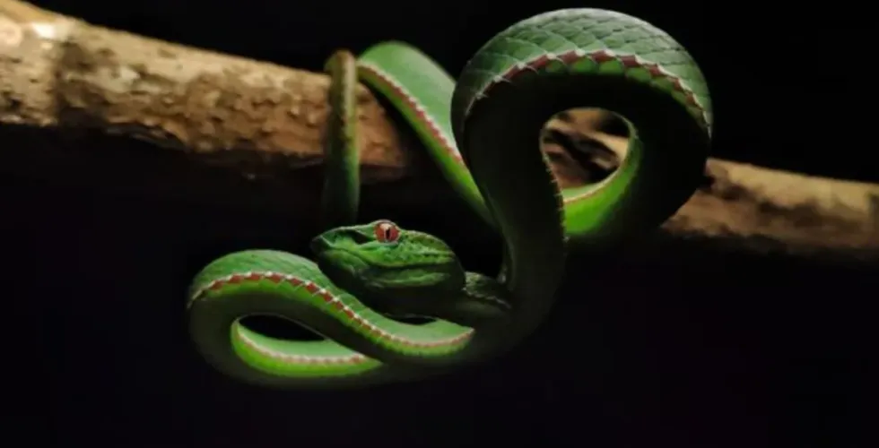 Tecnologia de vacinas mrna avança no combate a picadas de cobra