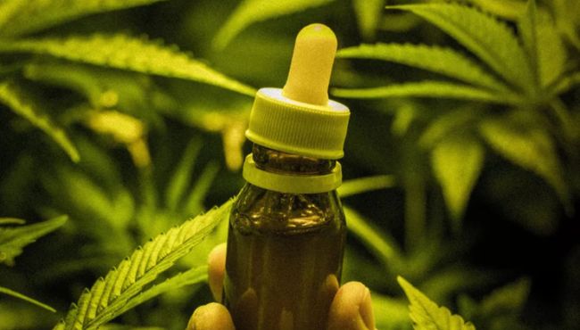 Novas normas da Anvisa para dispensação de produtos à base de Cannabis entram em vigor em 4 de maio