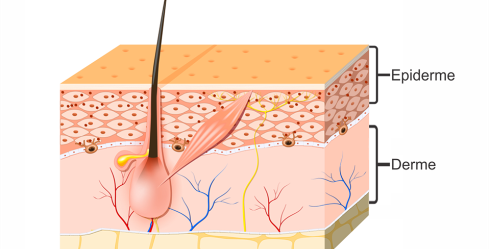 Atenção Farmacêutica – prescrição em doenças dermatológicas