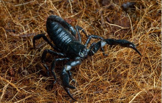Estudo da USP aponta toxina de escorpião como potencial tratamento para o câncer de mama