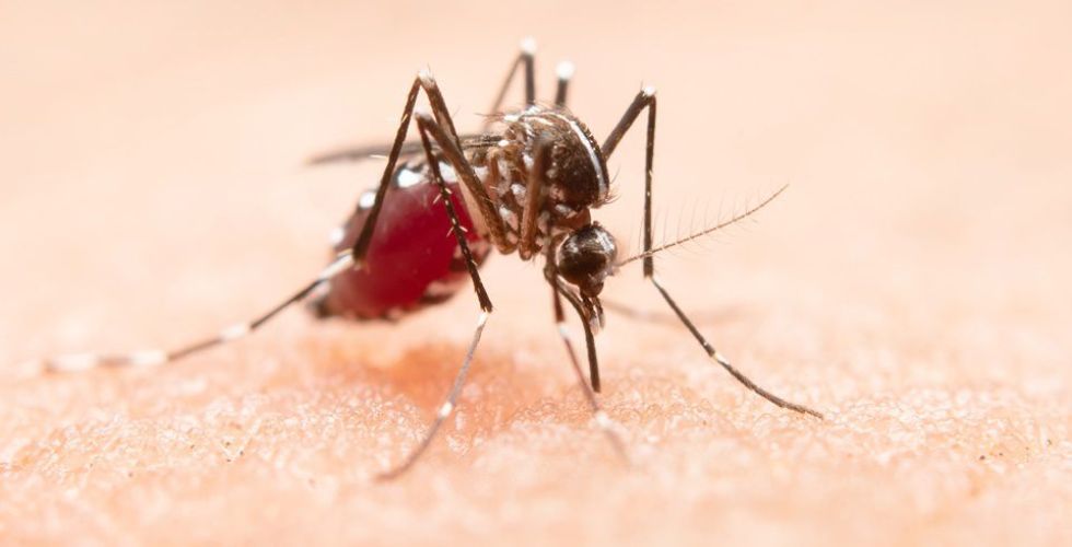 Pessoas que tiveram dengue podem ter imunidade contra Covid-19, sugere estudo