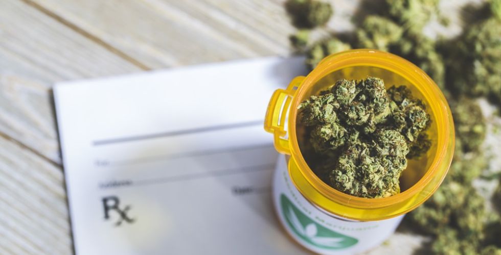 Cannabis sativa promete atrair investimentos bilionários