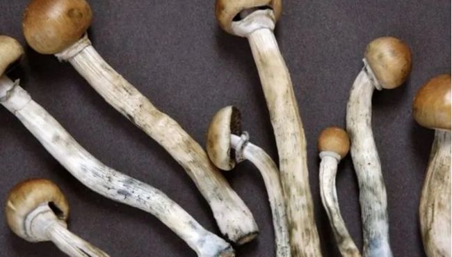 Cogumelo alucinógeno mostra potencial terapêutico contra depressão em estudo