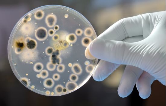 Superbactérias versus novos antibióticos: quem vai vencer essa guerra?