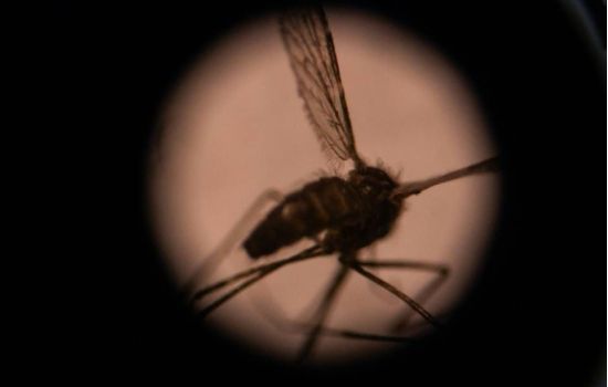 Mosquito transmissor da malária ameaça contaminar milhões de pessoas