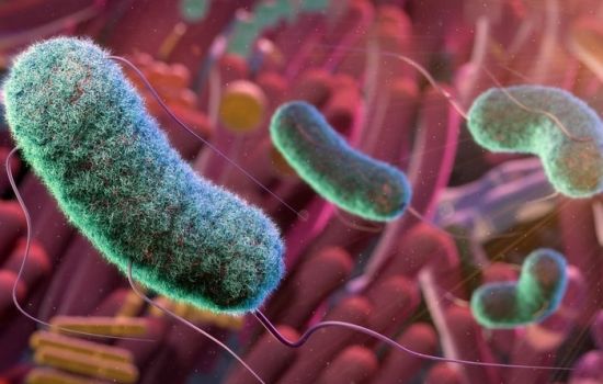 Estudo descobre como bactéria intestinal realiza a quebra da glicose