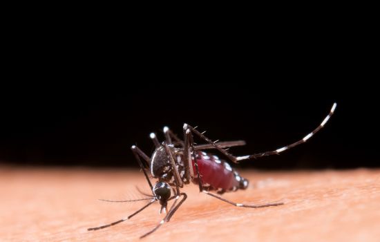 Governo anuncia vacina brasileira contra dengue no SUS a partir de 2026