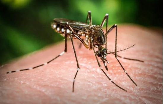 Brasil inaugura a maior biofábrica de mosquitos do bem do mundo, com capacidade de produzir 100 milhões de ovos por semana