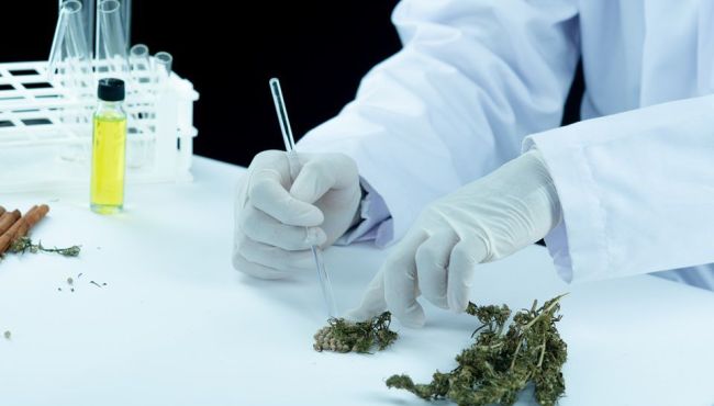 GreenCare investirá R$ 40 milhões na fabricação de medicamentos à base de cannabis