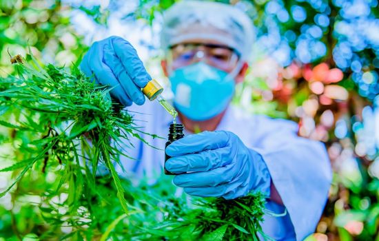 CFF aprova norma que amplia atuação do farmacêutico na cadeia da Cannabis medicinal