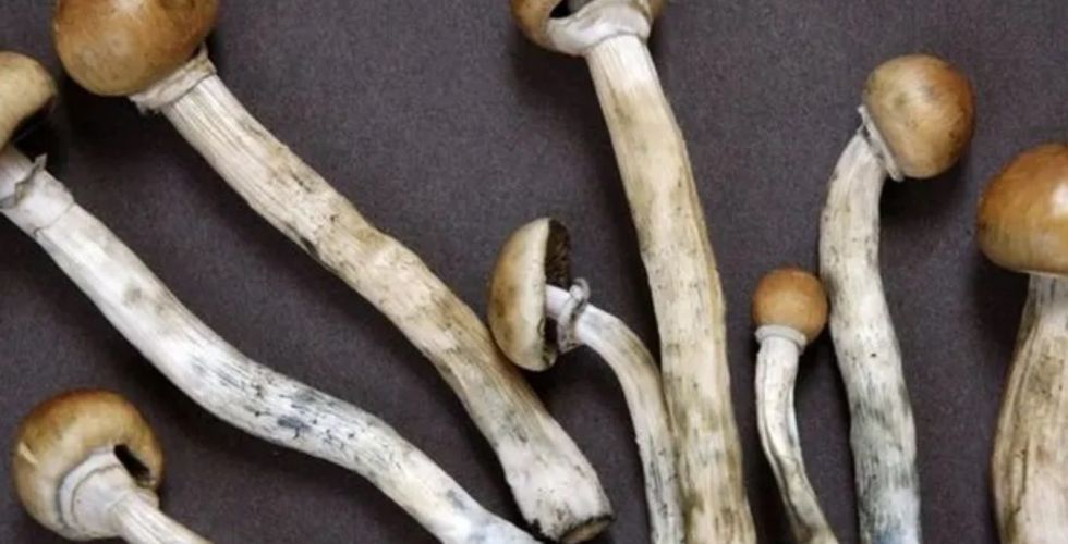 Cogumelo alucinógeno mostra potencial terapêutico contra depressão em estudo