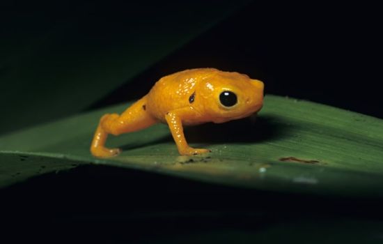 Veneno de sapo brasileiro revela potencial terapêutico contra AVC e inspirar novo tratamento cardiovascular